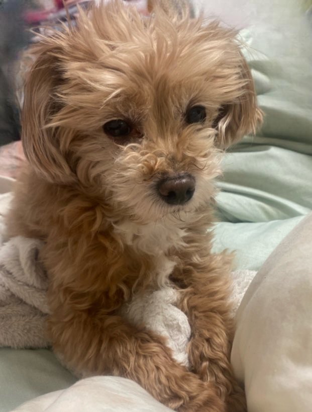 中村福助 tweet media