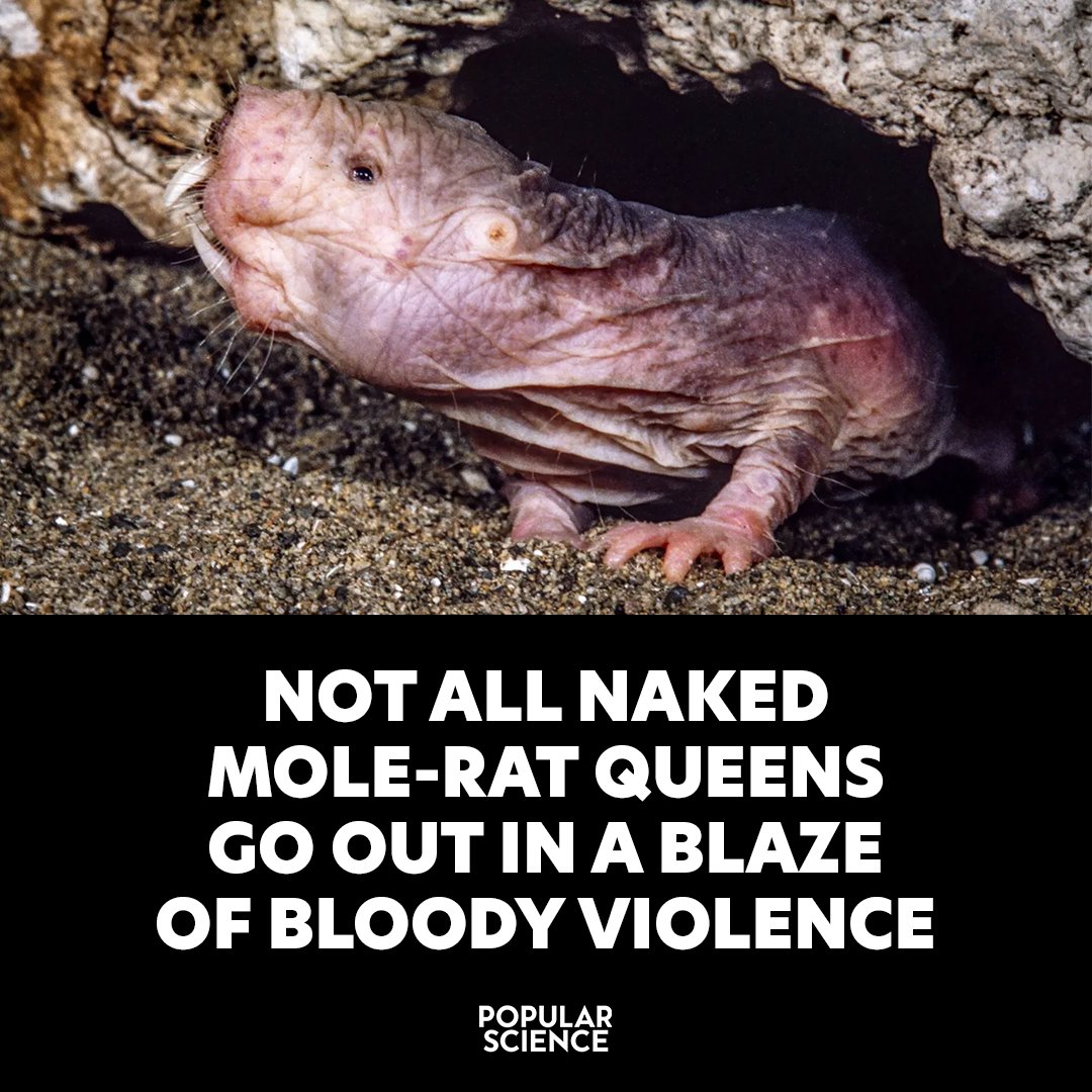 Popular Science tweet media