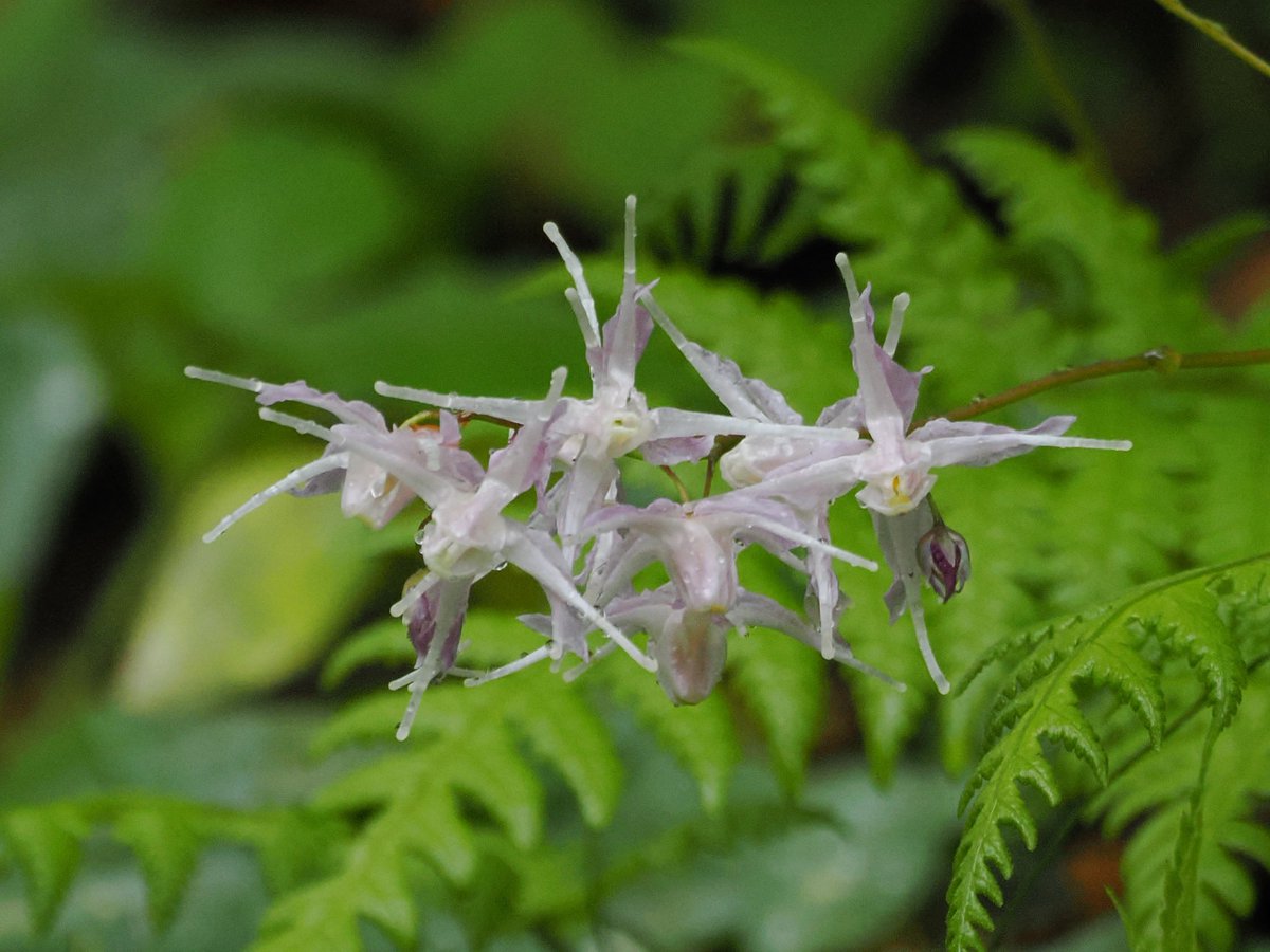tostomo's tweet image. 春の花
#春の風景
#イカリソウ
#om1-markⅡ
#mzuiko100400mmf5063is
#om_photo
#om写真投稿
#kokohana
#花 
#flower 
#flowers 
#flowerslover 
#はなまっぷ
#Lovers_Nippon 
#tokyocameraclub 
#誰かに見せたい風景
#東京カメラ部
#ファインダー越しの私の世界
#ISO2000
#0ev
#f6.3
#1/400s