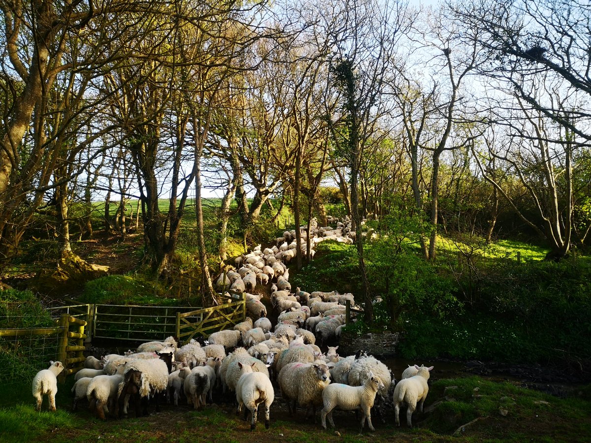 shepherd jo tweet media