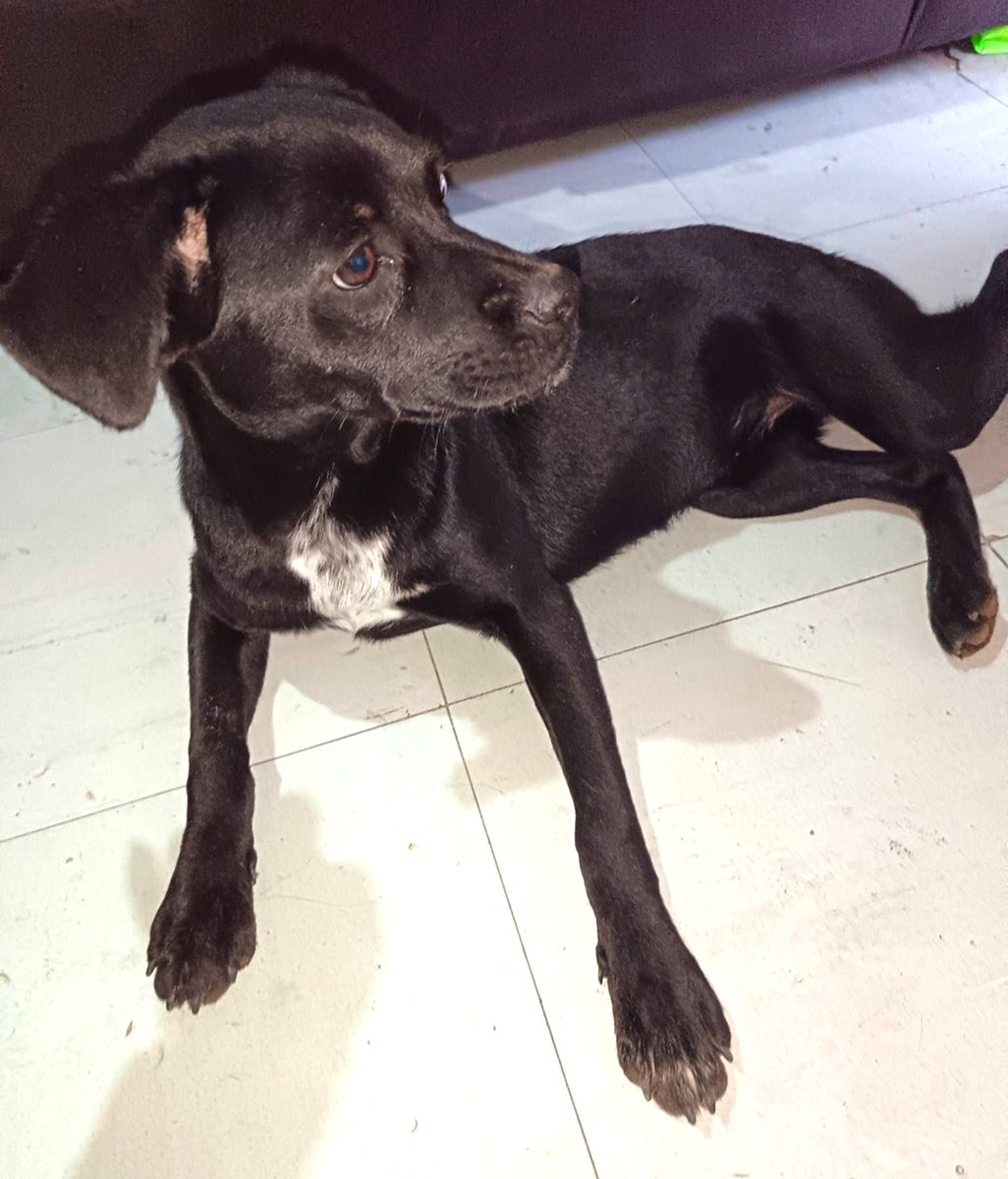 Urge HT u HD para esta cachorrita que fue arrojada desde un auto en movimiento. La persona que la rescató no puede retenerla por mucho tiempo. Si puedes darle temporal o deseas darle un hogar de verdad y para siempre, comunícate al +56976355569. Favor RT!
#Coquimbo