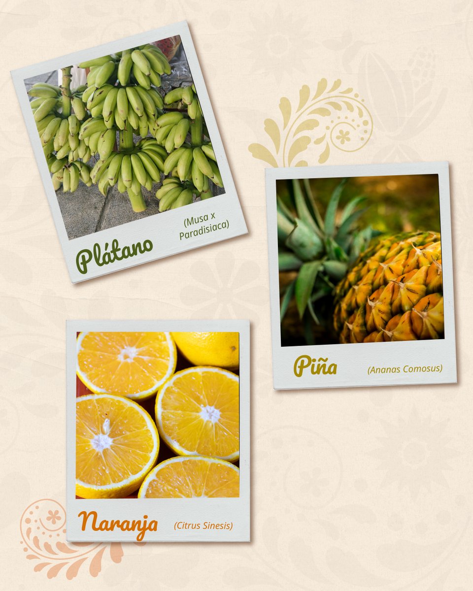 columbalopezg's tweet photo. En abril la tierra nos regala deliciosos cultivos que nacen gracias al incansable trabajo de nuestras sembradoras y sembradores.

¿Cuál es su favorito?

#SembrandoVida #OrgulloSV #TransformandoElCampoMexicano https://t.co/ftUz63Pc0V