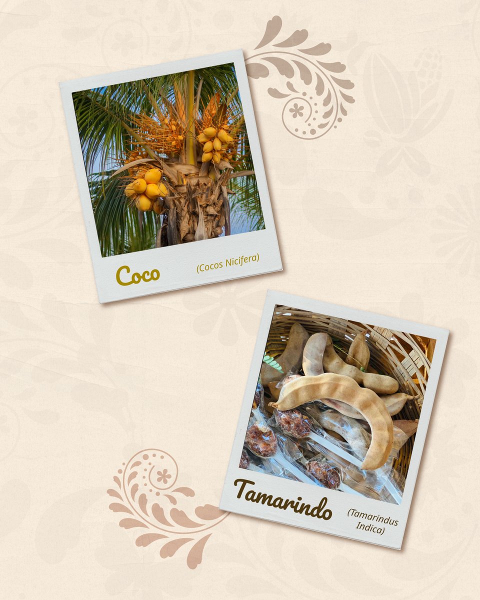columbalopezg's tweet photo. En abril la tierra nos regala deliciosos cultivos que nacen gracias al incansable trabajo de nuestras sembradoras y sembradores.

¿Cuál es su favorito?

#SembrandoVida #OrgulloSV #TransformandoElCampoMexicano https://t.co/ftUz63Pc0V