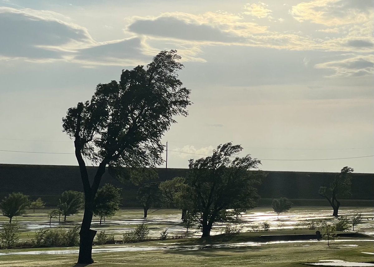 Merle Model Y tweet media