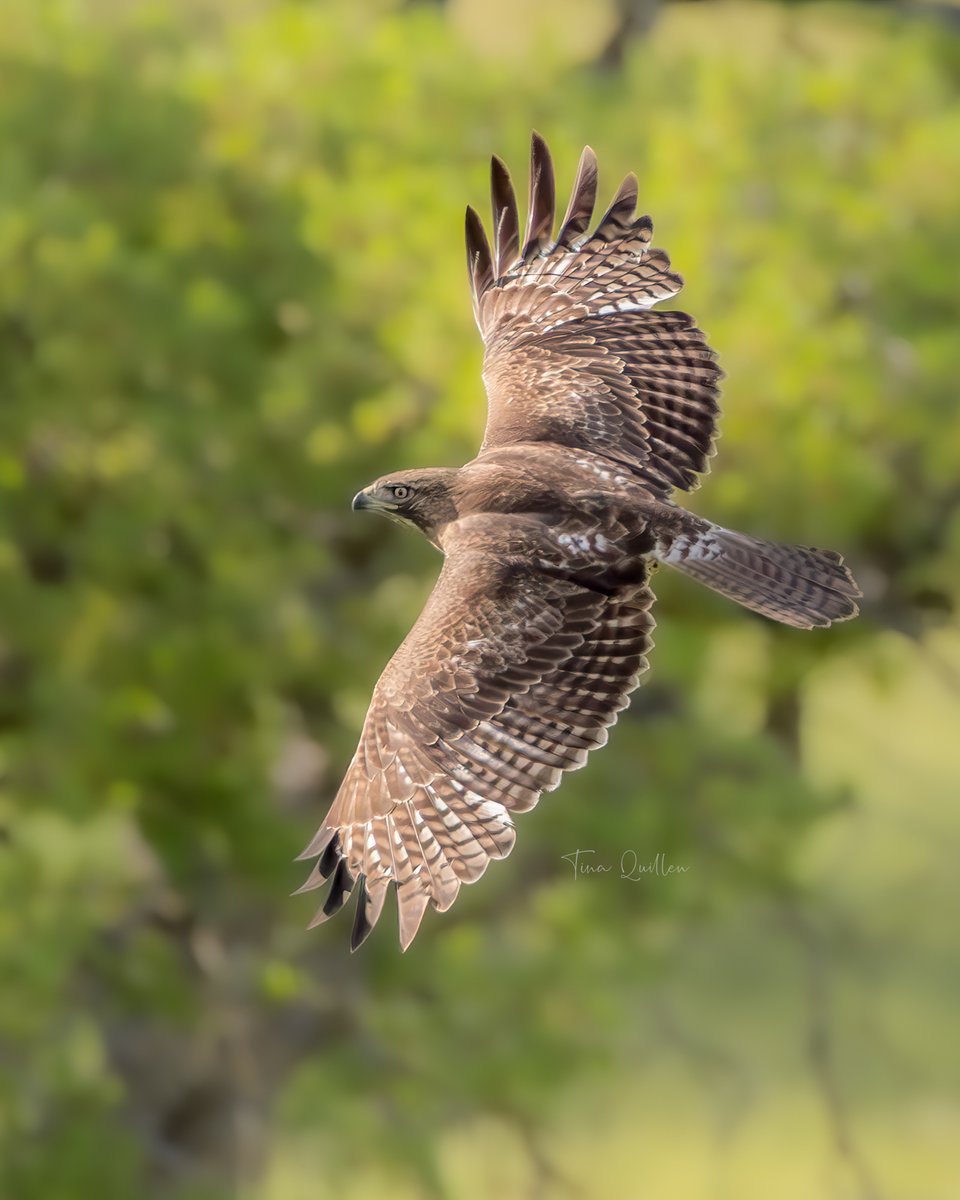 Tina Quillen Photography tweet media