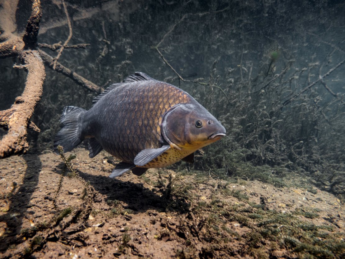 IUCNssc's tweet photo. 📢 IUCN News 
The updated European Red List of Freshwater Fishes reveals little evidence of species recovery and calls for urgent action to protect Europe’s aquatic biodiversity.
Read more: https://t.co/39U71Rxt4v
#ConservationMatters https://t.co/PHvelGGUNW