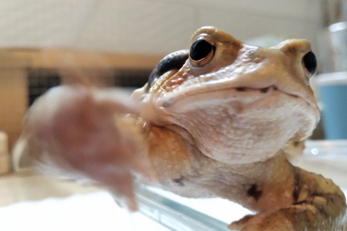 🍋とまと🍋 tweet media