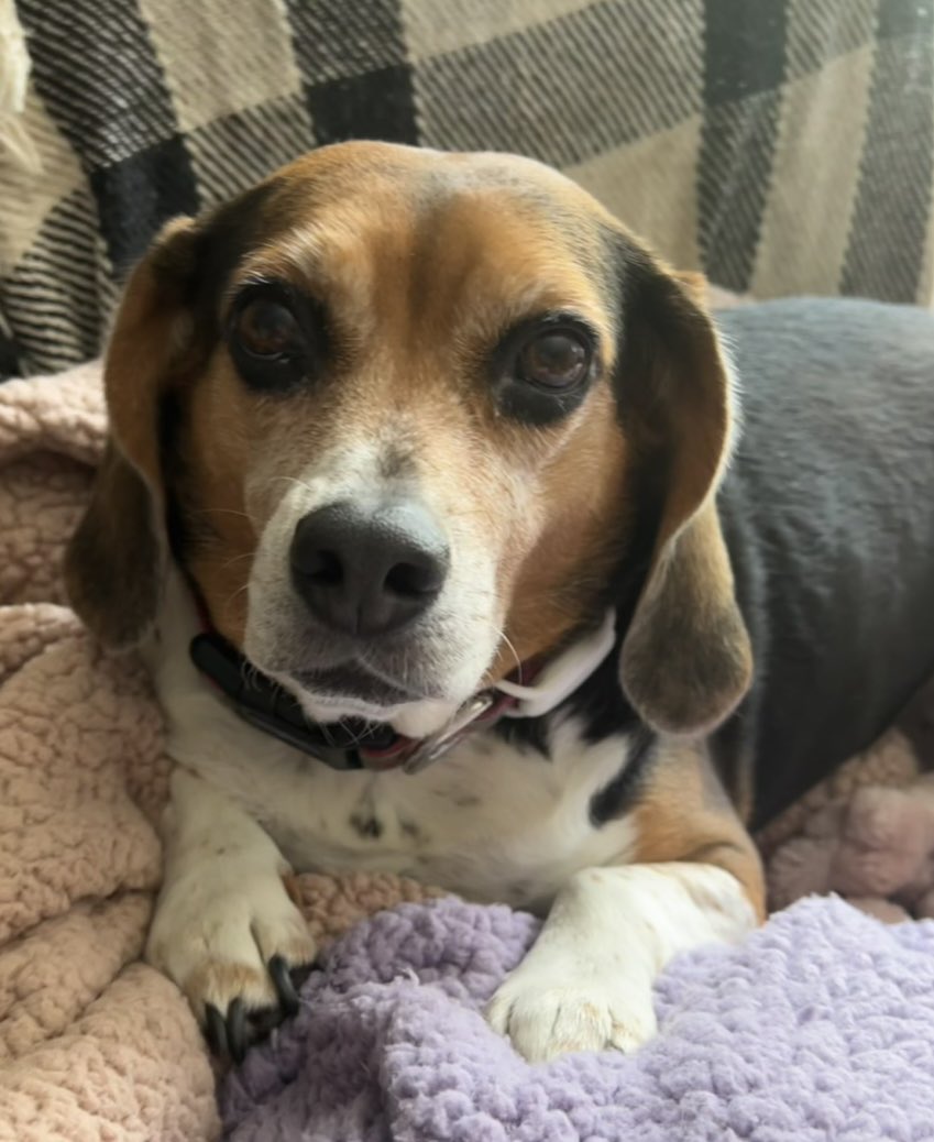 Pals!
It’s me, Lola.
So I noticed we are closing in on 50k frens!!🤩 
Usually don’t pay attention but the more frens we have, the more pups mom can save &amp; find homes for!!!
If we get ta 50k, Ima have a party &amp; do a DAY of free giveaways (toys, snaccs, &amp; things I been saving up)-