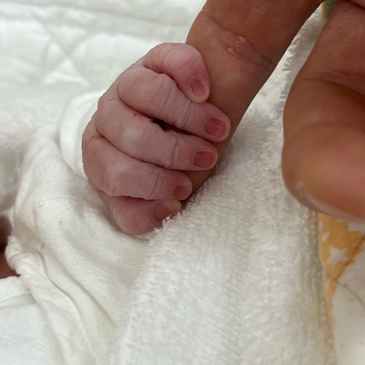 こぼん(´y`)🦭 tweet media