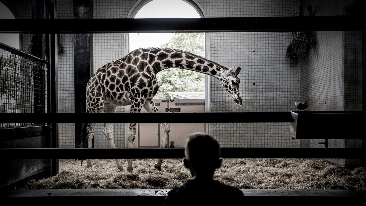 Born Free Foundation tweet media