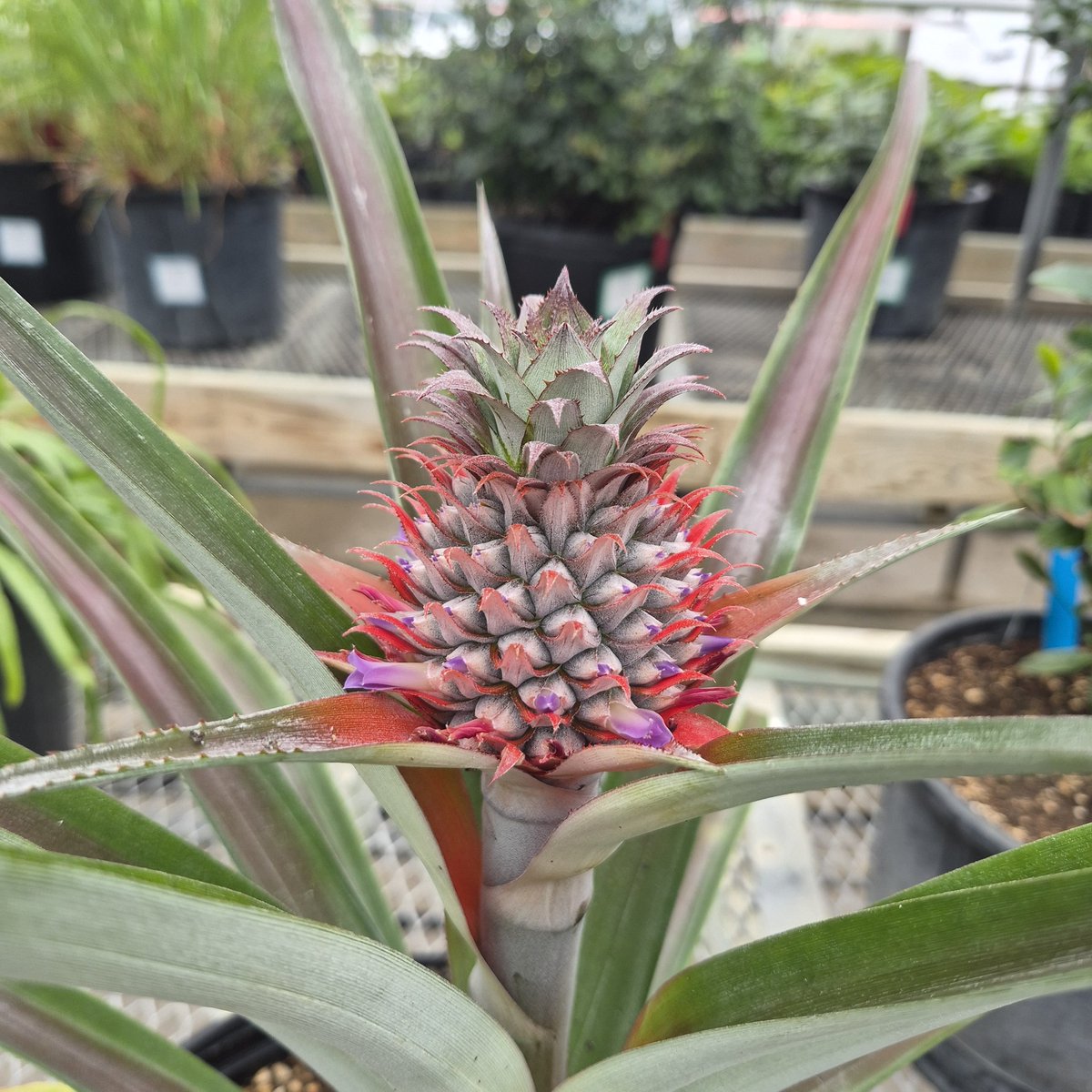 carmen. 🫜 tweet media