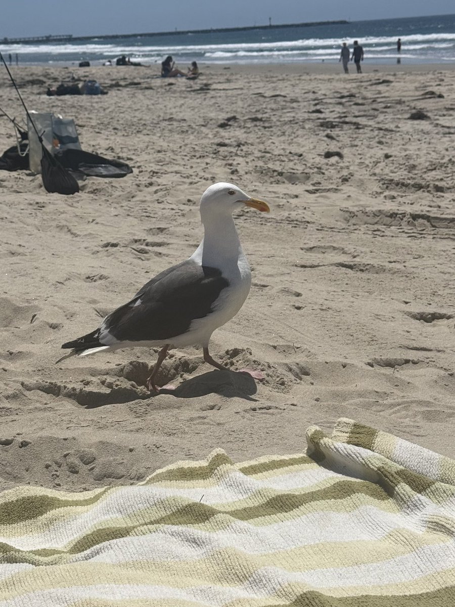 cely 2.0 tweet media