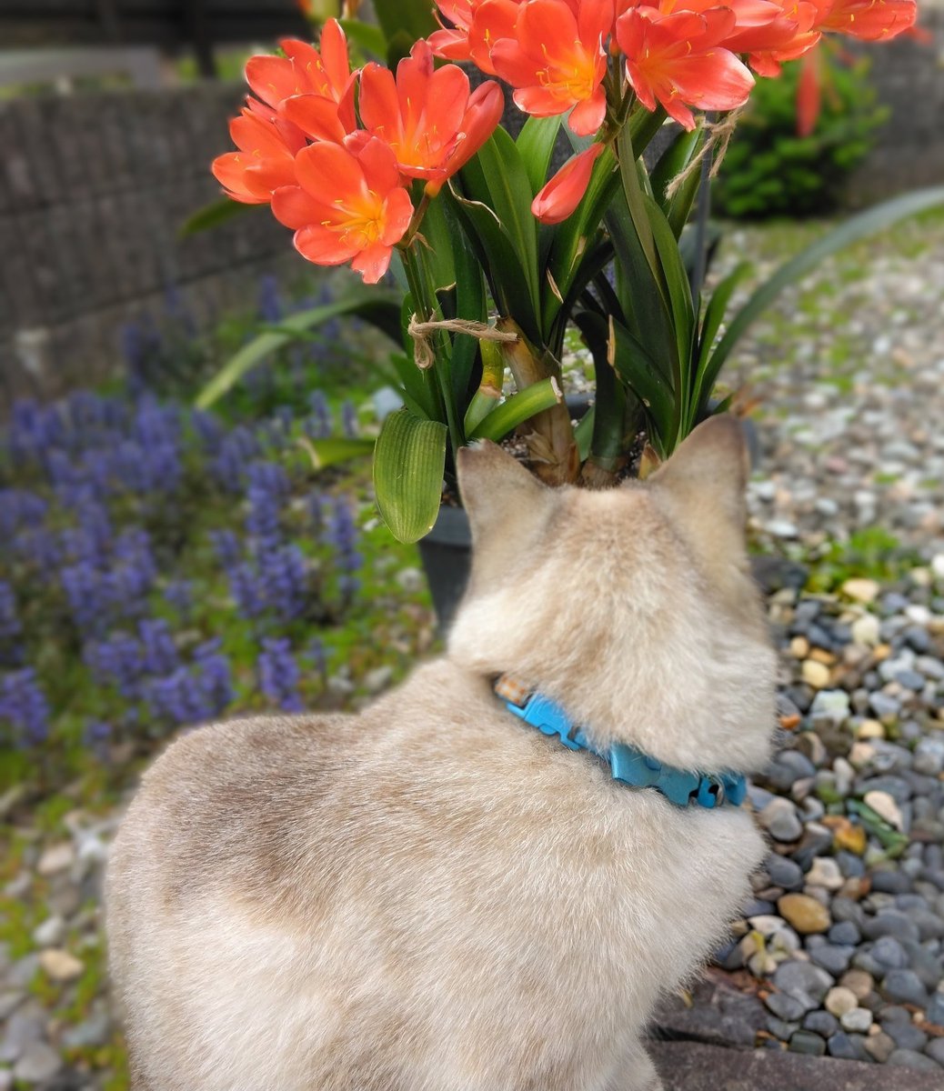 カクテル🌹透析主婦の小さな庭 tweet media