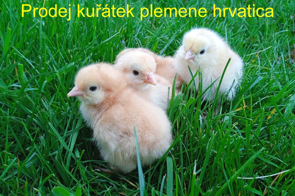 FarmaBlatnicka's tweet photo. Koupili jsme v Chorvatsku násadová vejce místního plemene #hrvatica. Chtěli jsme černé (CRNe) slepice. Bohužel až doma jsme zjistili, že vajíčka jsou označená jako červené (CRVene). Co se dalo dělat? 🤦🏻♂️ Vajíčka jsme dali do líhně a celých 21 dní doufali, že chovatel byl jenom 1/3 https://t.co/jZGDNXZORO