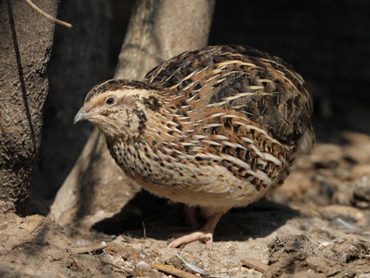 talker_news's tweet image. Birds who use more energy for parenthood die younger: talker.news/2026/04/15/bir… 

#birds #wildlife #studies