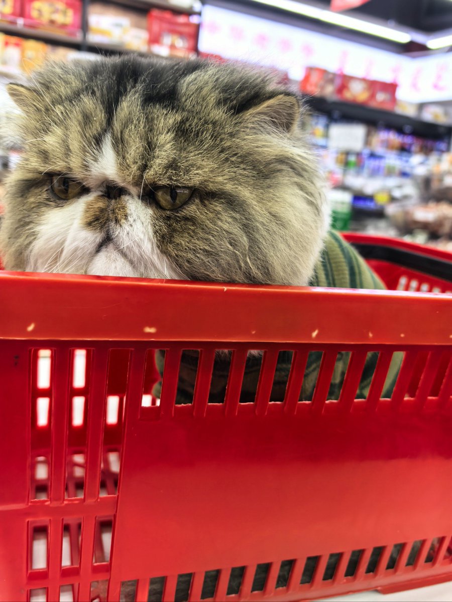 TmzErdm's tweet image. Spotted a golden retriever full-on napping on a sunny NYC fire hydrant—legs splayed, snout buried in its own fur, totally unbothered by honking taxis  #DogsofNYC