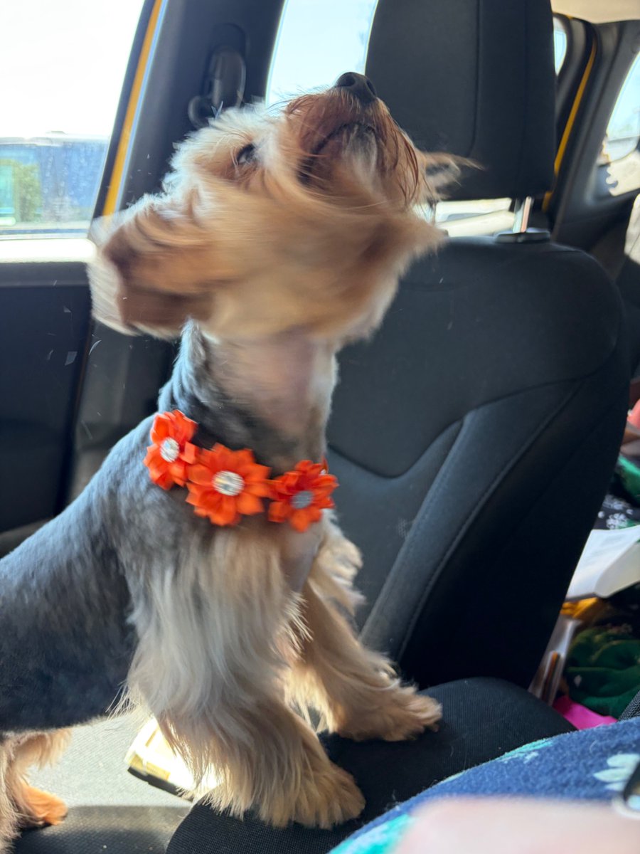 WuTangPiglet tweet media