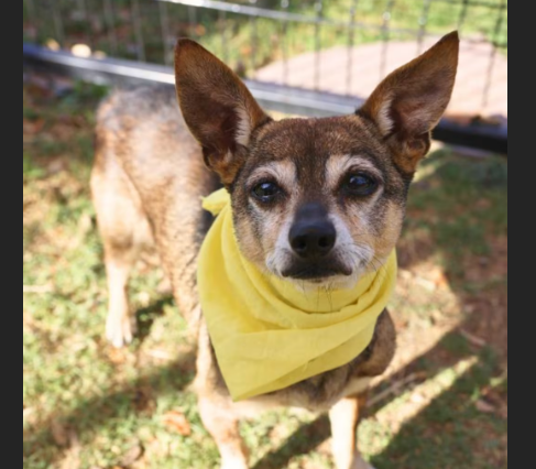 HollywoodDogs's tweet image. Jagger, a 4-year-old Chihuahua mix at an overcrowded shelter in #SanAntonio, #TX, is in IMMEDIATE need of adoption, a foster home, or rescue adoptapet.com/pet/47671571-s… #URGENT #Chihuahua #AdoptableDogofDay 🐶