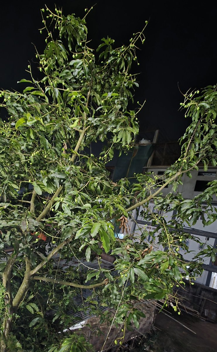 It's truly wonderful to see that the mango (Mangifera indica) seedlings planted on April 6, 2014, have not only survived but flourished for over a decade and are now producing fruit, making it a valuable gift from nature to share home-grown fruits with friends and family.