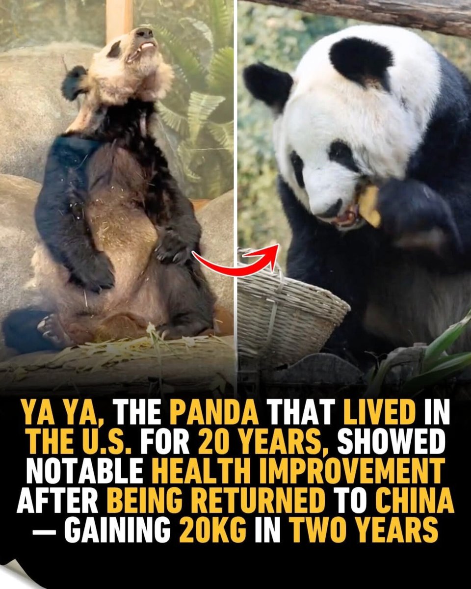 The World R🅰️nking tweet media