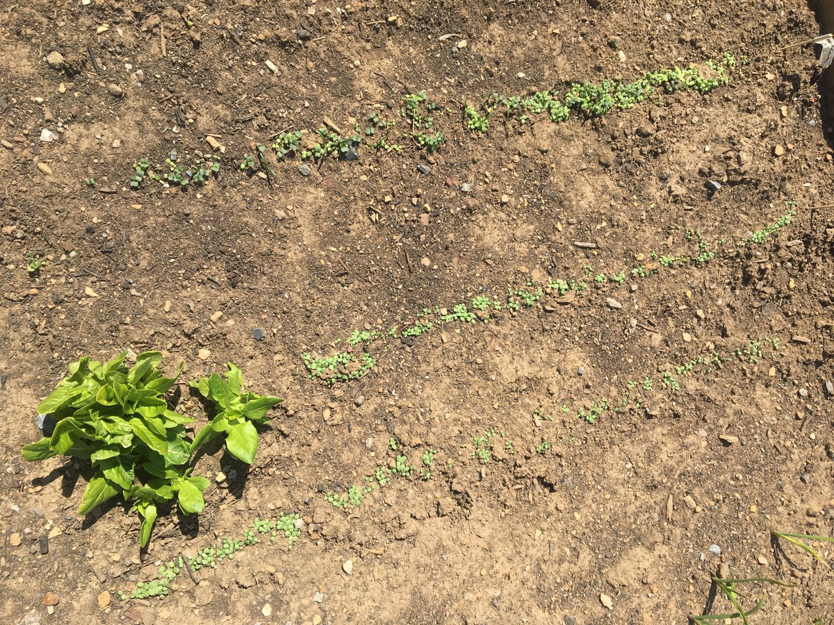 joylilacbeauty's tweet image. The #garden is getting going beautifully!!  We were good about getting seeds in the ground earlier than past years and I'm so excited!!  Hopefully no frost next week or I'm getting the blankets ready!  #gardener #gardening