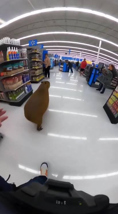 sambacapybara's tweet image. I am hungry #walmart