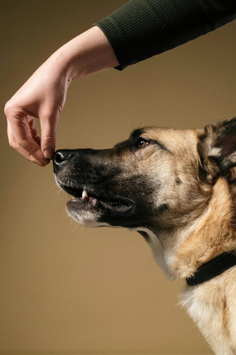 forallthepets's tweet image. Positive reinforcement works for all pets, not just dogs. Reward desired behaviors consistently—cats, birds, even rabbits respond! What behavior are you trying to reinforce today?
forallthepets.com
#PetTraining #PositiveReinforcement #WellBehavedPets #GrowingTogetherDaily