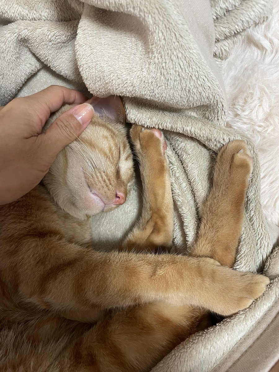 パパにいってらっしゃいしたら、スープ飲んで即二度寝のレオ

#猫のいる暮らし