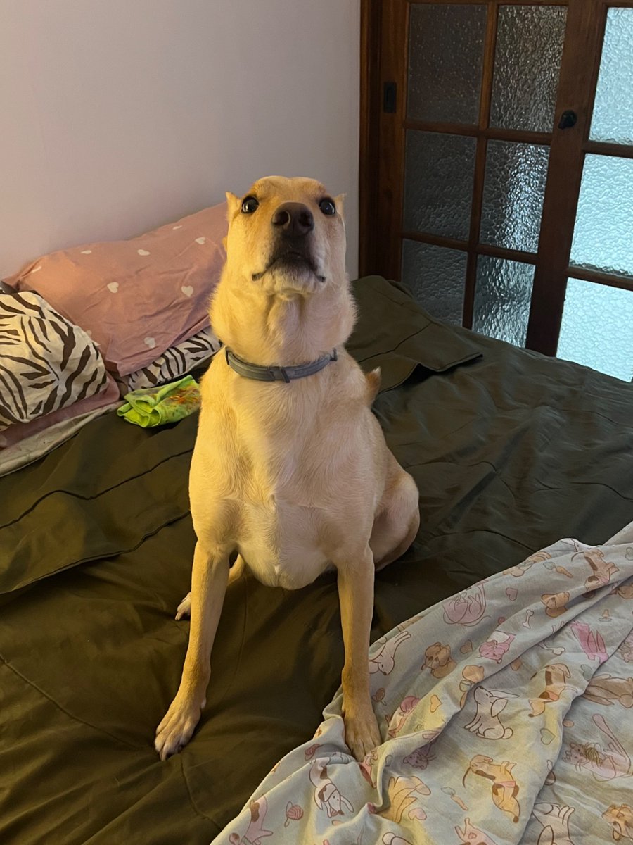 carolzão tweet media