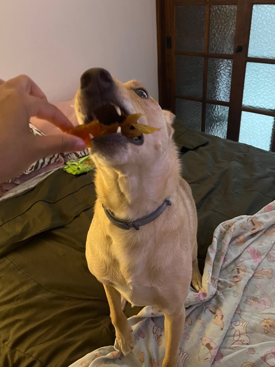 carolzão tweet media