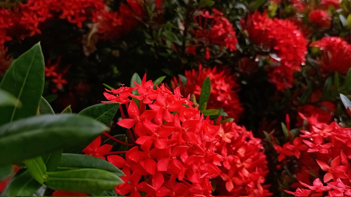 Cheshire tweet media