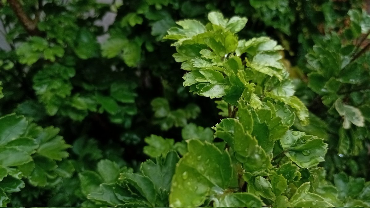 Cheshire tweet media