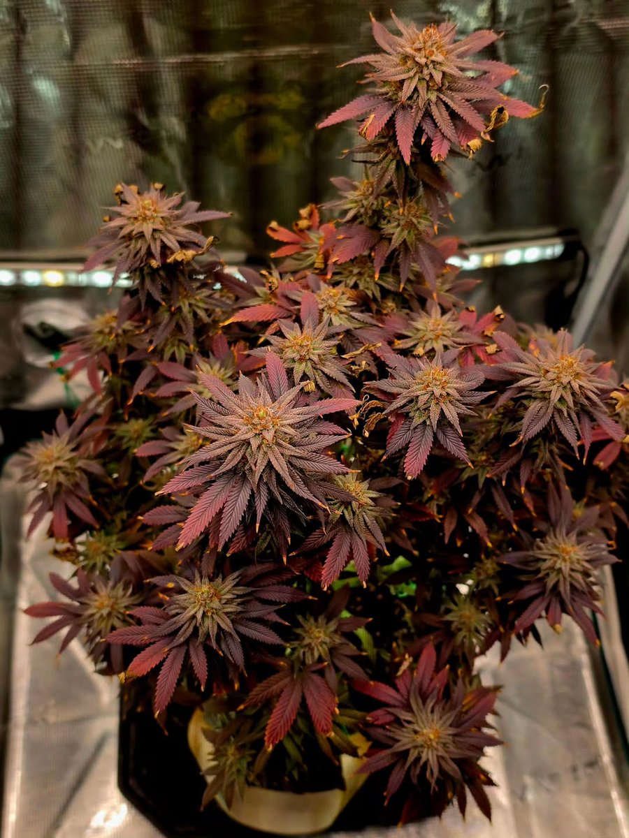 Lotus Nutrients tweet media