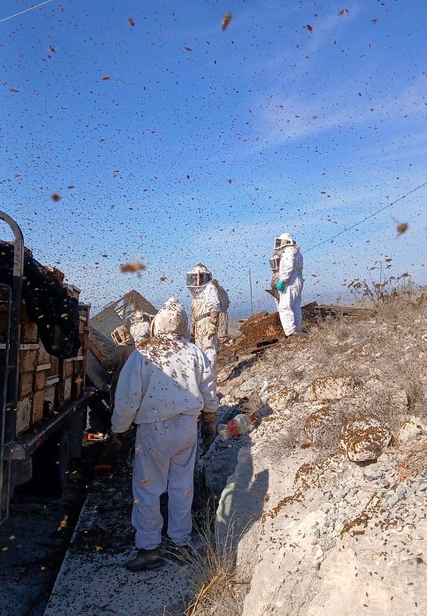 arandatamayo_'s tweet image. #Local Escapa enjambre de abejas tras percance vial en Dr. Arroyo 🐝

La madrugada de este miércoles, un percance vial en la Carretera Doctor Arroyo-Linares movilizó a los cuerpos de emergencia tras la liberación de miles de abejas.

El percance, ocurrido cerca de la comunidad de