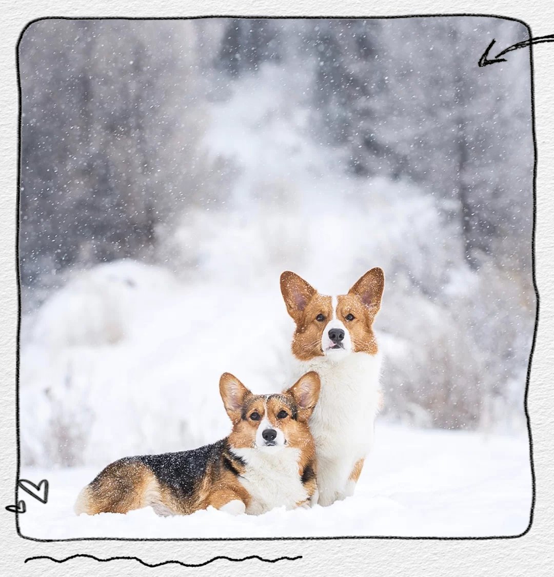 libellule du sud tweet media