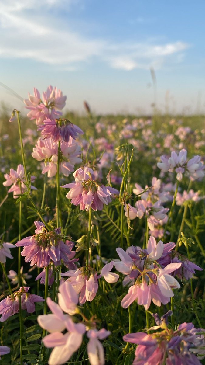 only aesthetic tweet media