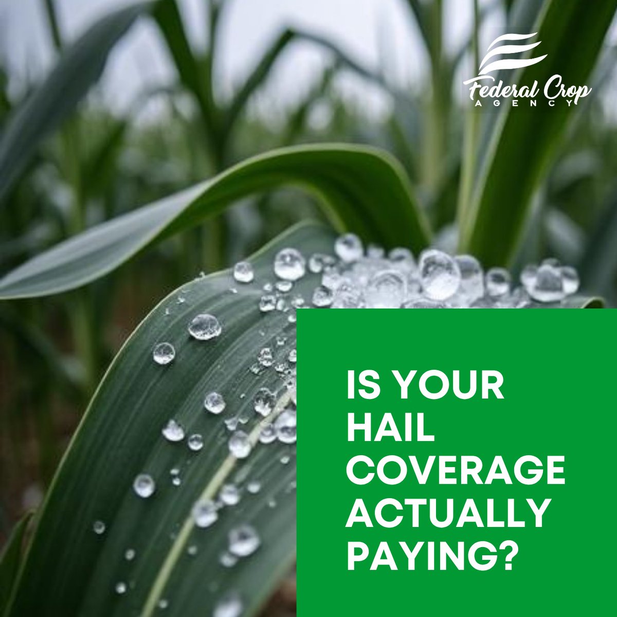 Federal Crop Agency tweet media