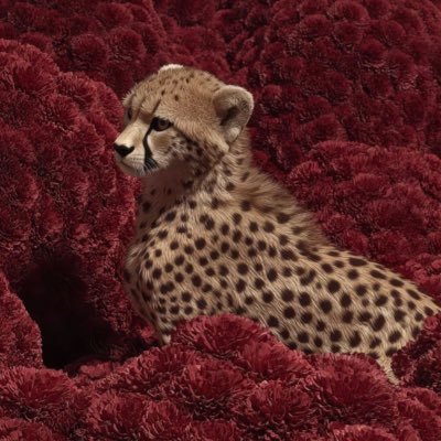 رُميساء. tweet media