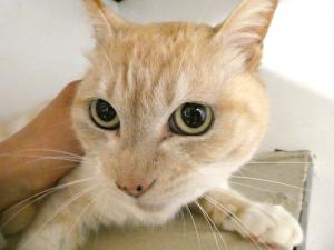 Resani Gabriel tweet media