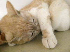 Resani Gabriel tweet media