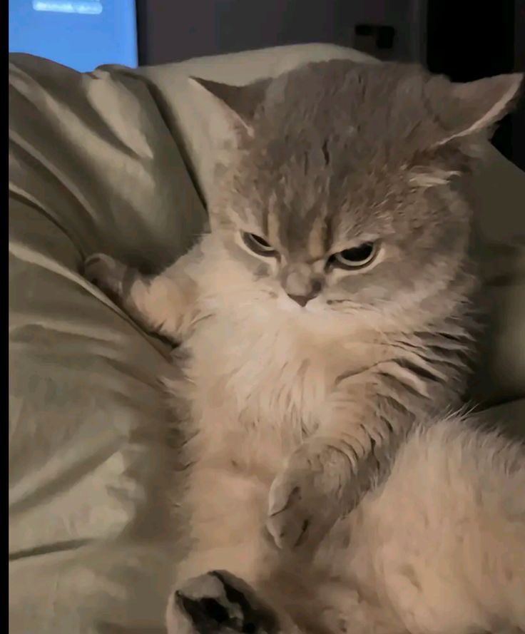 jonathan clearly represents a grumpy cat and no one can tell me otherwise