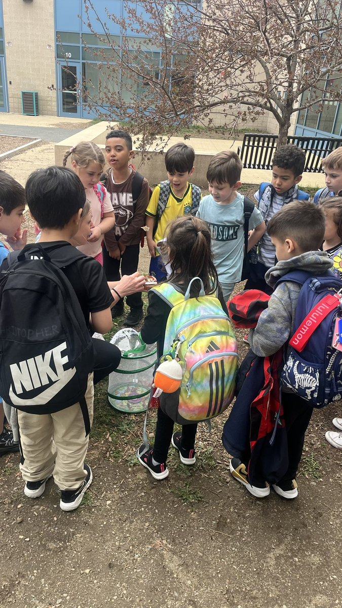 Mrs Newhall’s enrichment group released butterflies today!