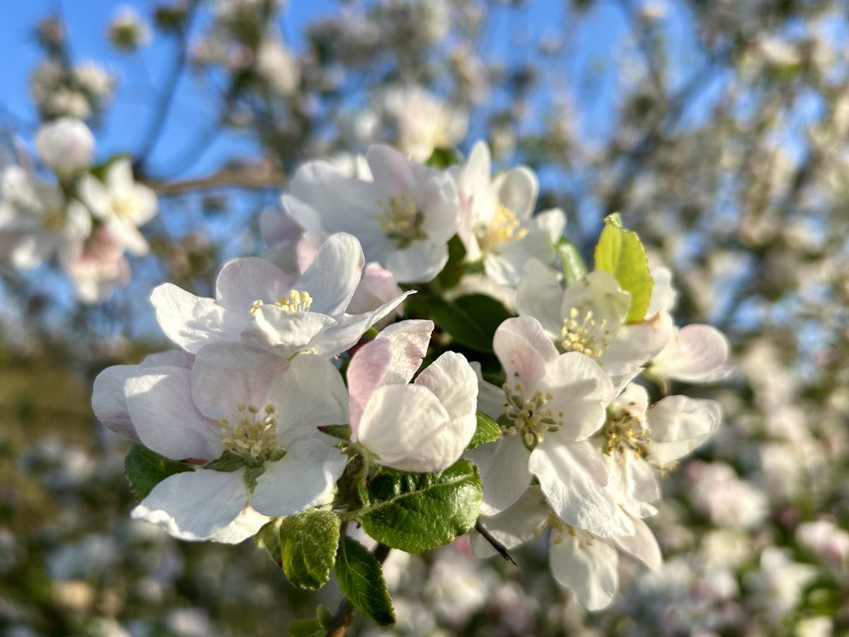 LorraineInglisD's tweet image. Spring in full color 🌸🍃☁️
Lovely walk after work today🚶🏻‍♀️

#photography #Devon #Spring #clouds #10minutesfromhome #nature #ThePhotoHour #flowersonX