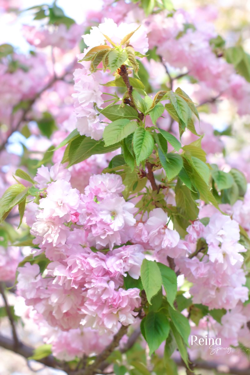 Reina_dream8's tweet photo. 🌸🌸🌿🌸.｡.:*♡🌸🌸🌸.｡.:*♡🌸🌿🌸

　"Elegant bloom like a dream."
      （夢のように優雅な輝き）

　　​ 絶世の美女、楊貴妃
　​    まるで春の光を丁寧に
　　 折りたたんだような
          気品あふれる佇まい

​#楊貴妃 📷小金井公園🏞🌸4.12.2026

🌸🌸🌿🌸.｡.:*♡🌸🌸🌸.｡.:*♡🌸🌿 https://t.co/VvFJEnRjAo