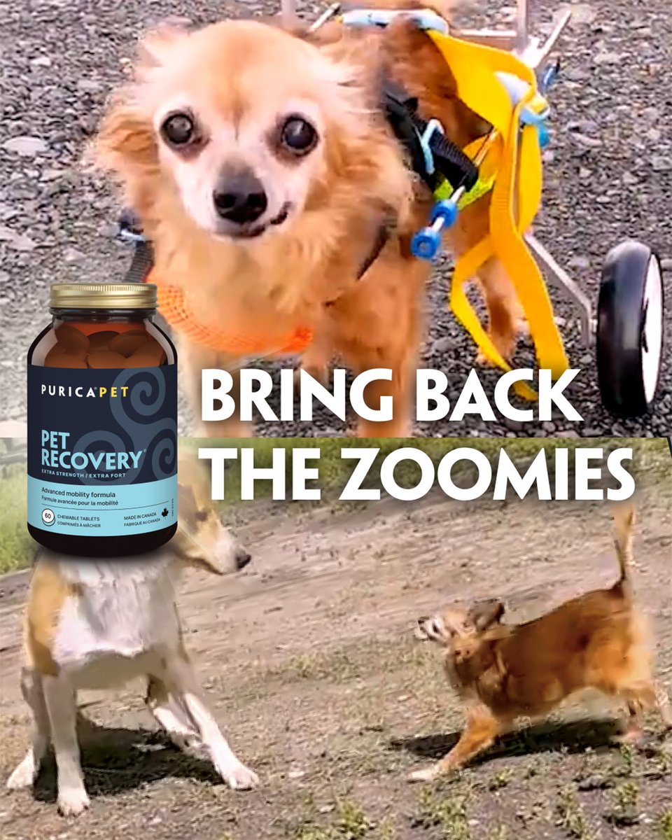 ChoicesMarket's tweet image. GIVEAWAY with @PuricaWellness! 🐾

THREE lucky winners will receive a Purica Pet Recovery Triple Pack (valued at over $175!), a supply for up to 1 year for a small dog or cat.

Visit our Facebook or Instagram post to enter!

#ChoicesMarket #Giveaway #PetWellness #HealthyPets