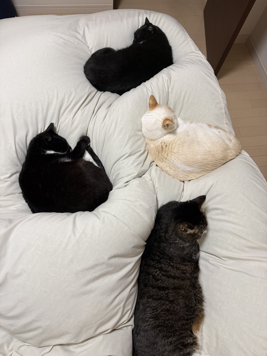 I'm Uni :3 tweet media