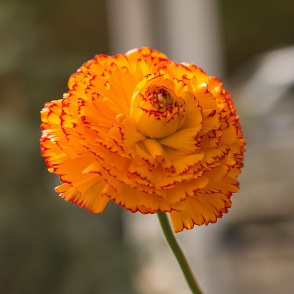 MomentsintheG's tweet image. Ranunculus add a splash of colour to the Spring garden.  #ranunculus #springflowers #springgarden #containergardening #momentsinthegardenphotography