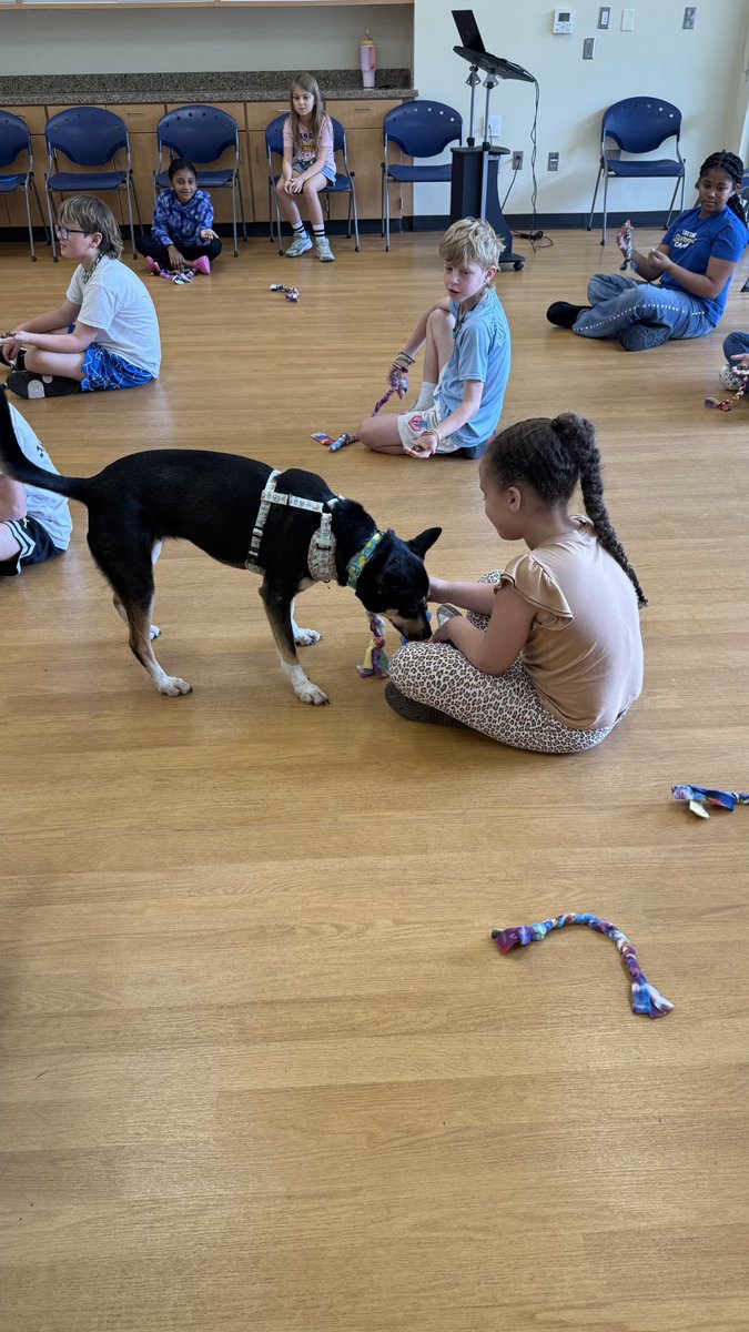 PGE_CougarCubs's tweet photo. 3rd graders visited Citizens for Animal Protection (CAP) a non-profit shelter that provides shelter, adoption, &amp; humane education for animals (dogs, cats, small animals).

Sts made cat &amp; dog toys, learned about humane practices &amp; played with the animals. @FBISDPremierOps https://t.co/bQMHRgp2Xf