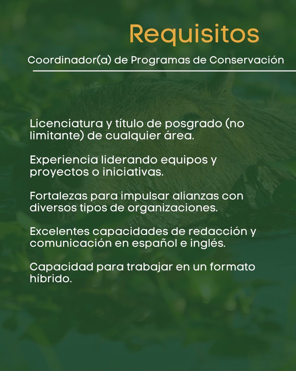 📣 OPORTUNIDAD: Estamos en búsqueda de un Coordinador(a) de Programas de Conservación en Venezuela. Únete a nuestro equipo ¡te estamos esperando! 

Desliza las imágenes para conocer los requisitos.

👉🏼 ¿Te interesa? Ingresa y completa el formulario en línea aquí: