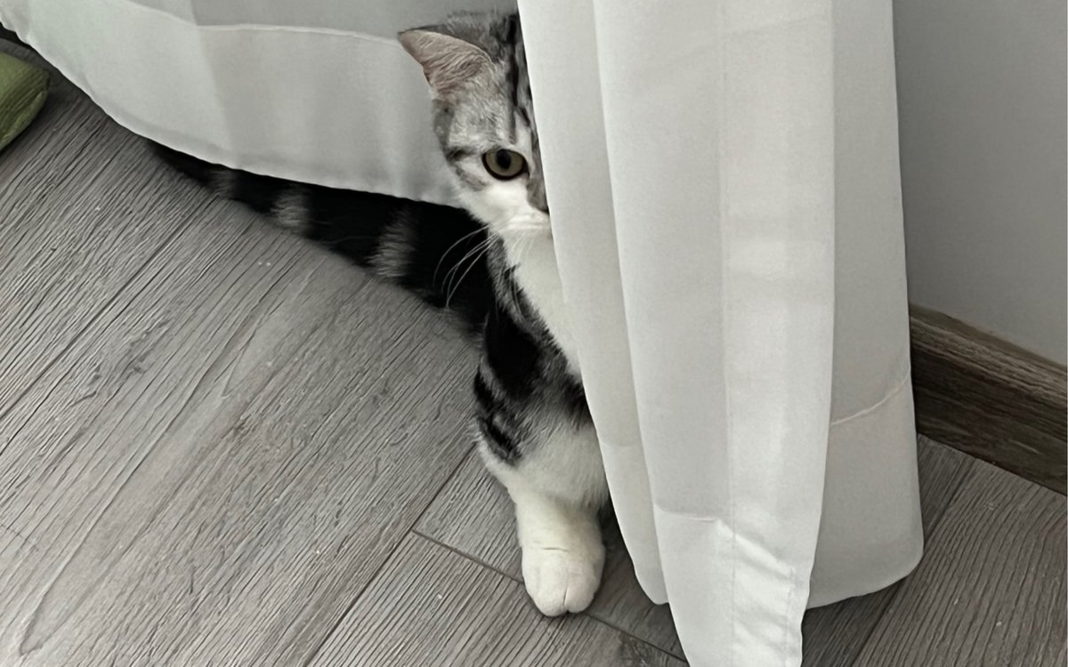 Adline Murunga tweet media